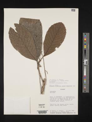 Meliosma occidentalis image