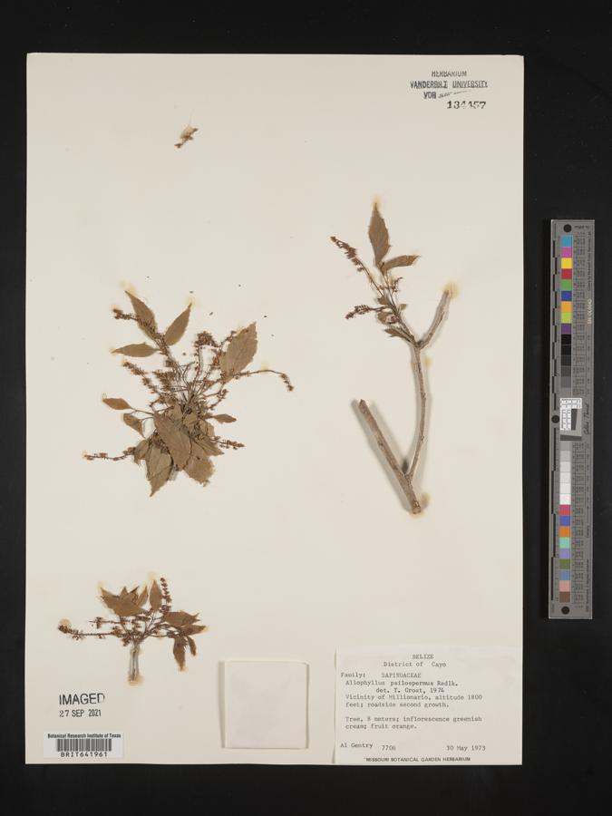 Allophylus psilospermus image