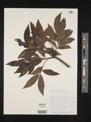 Exothea paniculata image