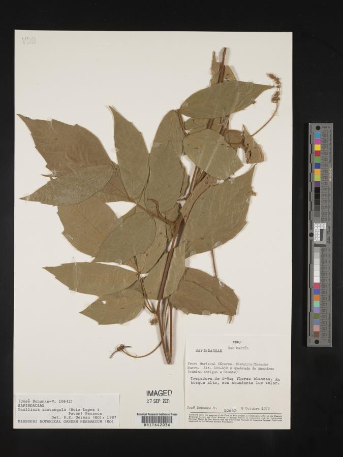 Paullinia acutangula image