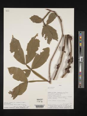 Paullinia alata image