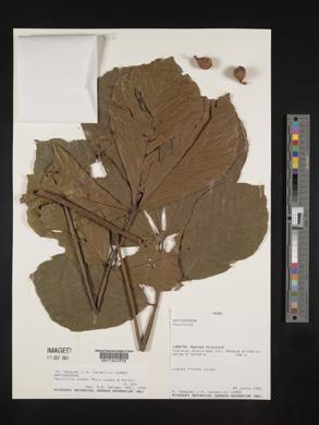 Paullinia alata image