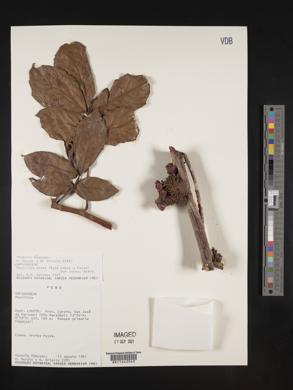 Paullinia alata image