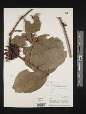 Paullinia alata image