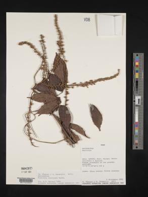 Paullinia capreolata image