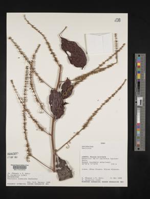 Paullinia capreolata image