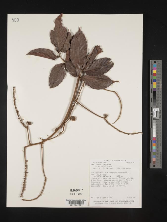 Paullinia faginea image
