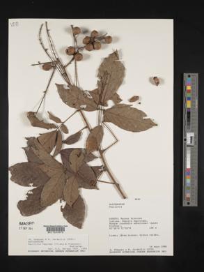 Paullinia faginea image
