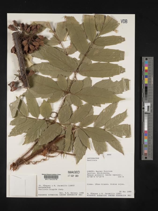 Paullinia hispida image