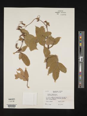 Paullinia pinnata image