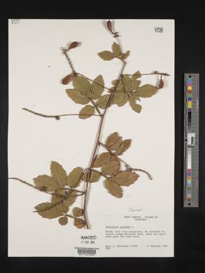 Paullinia pinnata image