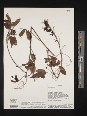 Paullinia faginea image