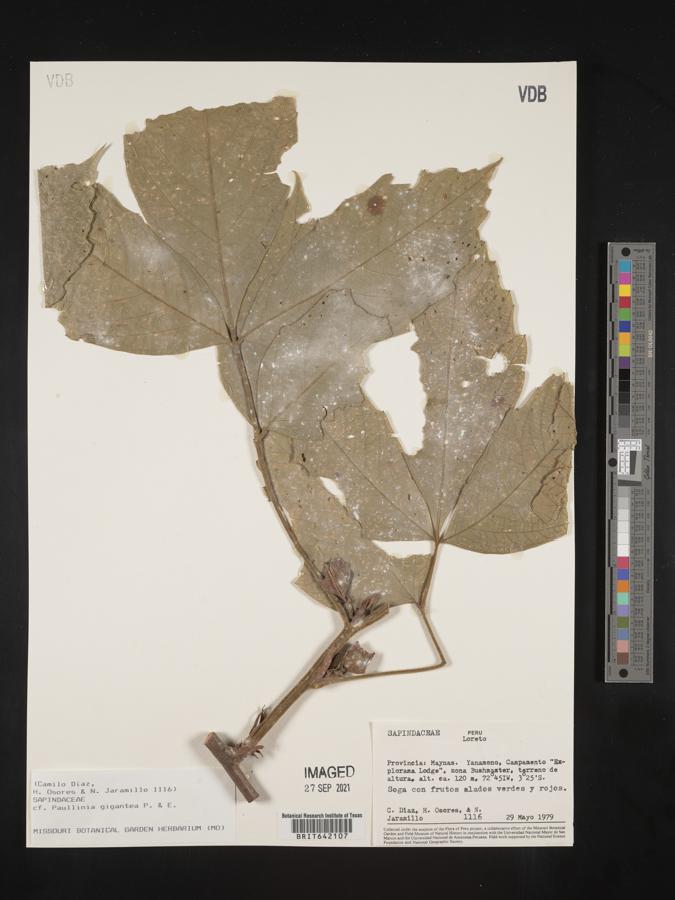 Paullinia gigantea image