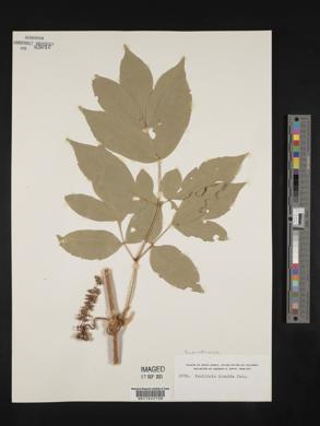 Paullinia hispida image