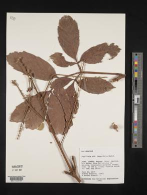 Image of Paullinia largifolia