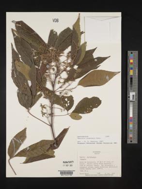 Thouinia acuminata image