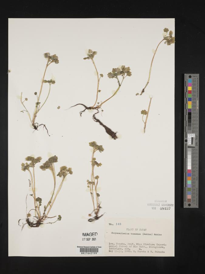 Chrysosplenium tosaense image