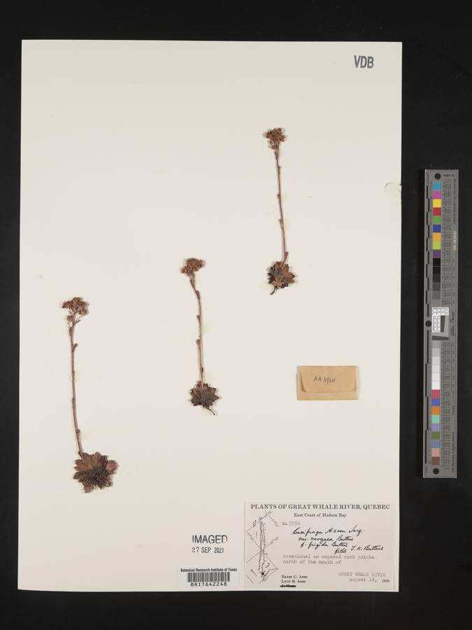 Saxifraga aizoon subsp. neogaea image