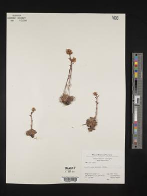 Saxifraga aizoon image