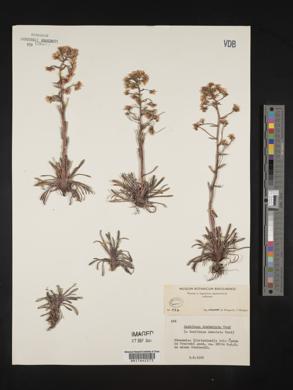 Saxifraga crustata image