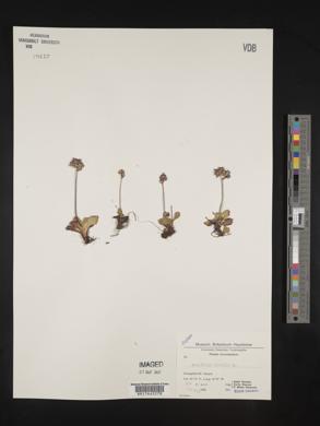 Saxifraga nivalis image