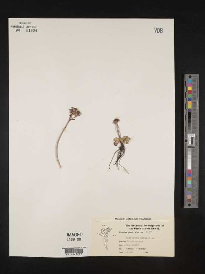 Saxifraga nivalis image