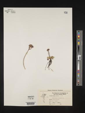Saxifraga nivalis image