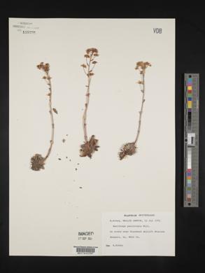 Saxifraga paniculata image