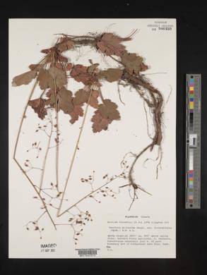 Heuchera micrantha image