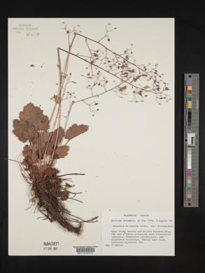 Heuchera micrantha image