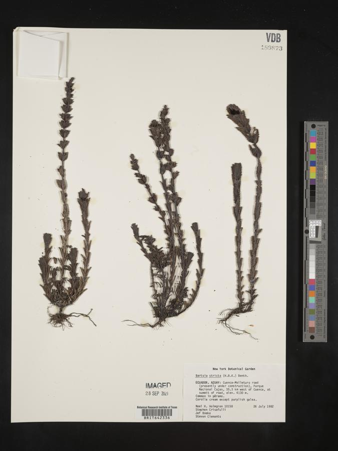 Neobartsia stricta image