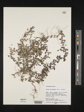 Mecardonia procumbens image