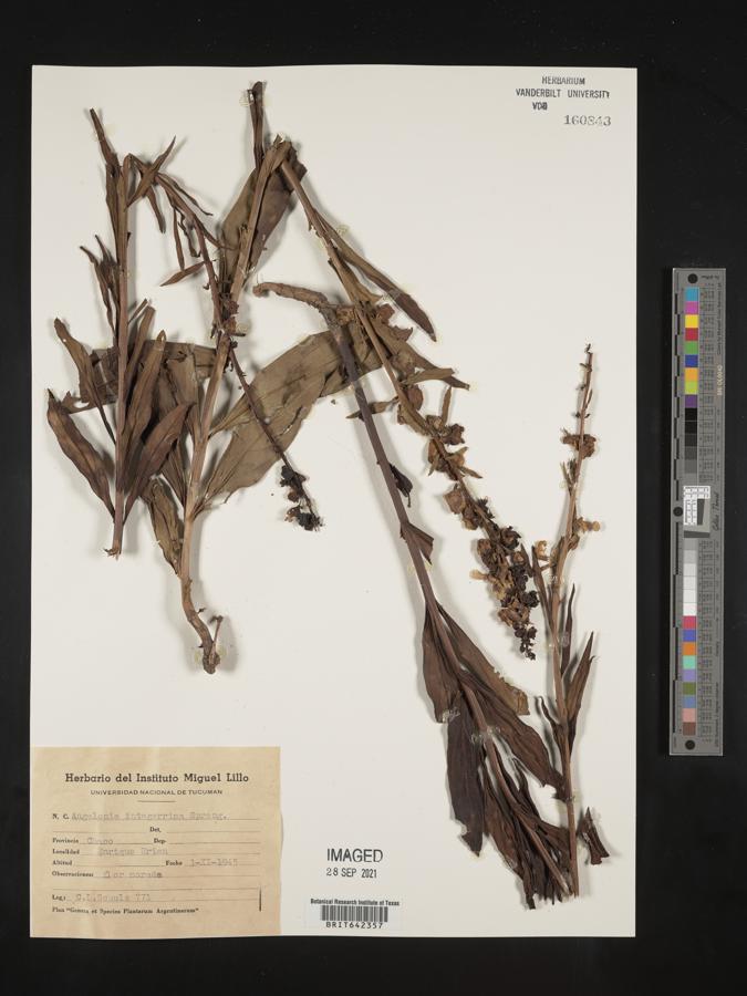 Angelonia integerrima image