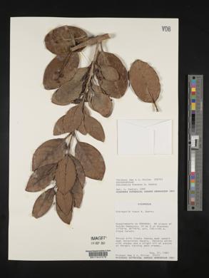Image Associated With the Occurence