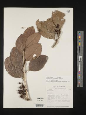 Image Associated With the Occurence