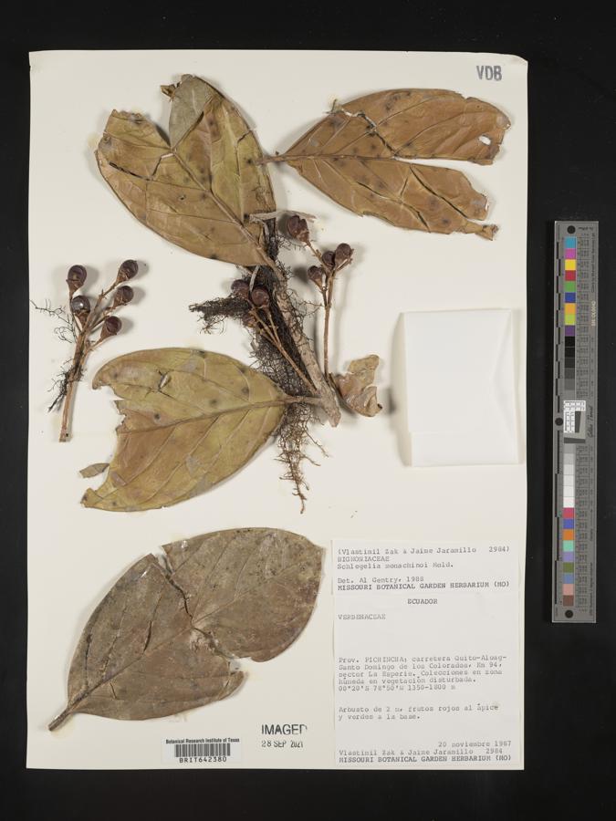 Schlegelia monachinoi image