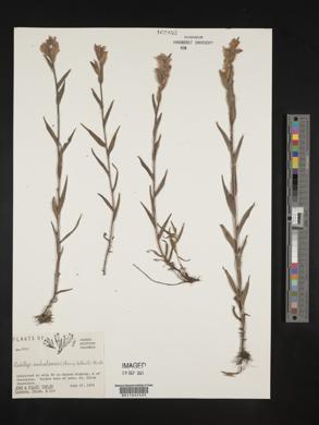 Castilleja unalaschcensis image