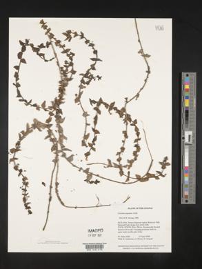 Conobea aquatica image