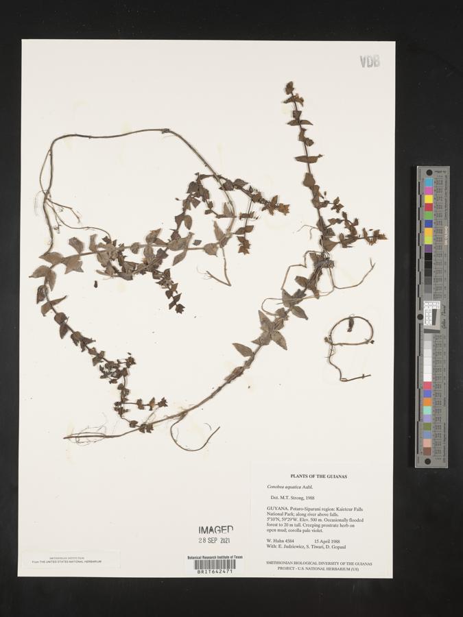 Conobea aquatica image