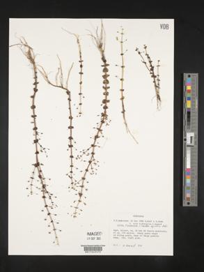 Conobea aquatica image