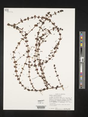 Conobea aquatica image