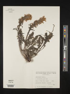 Pedicularis comosa image