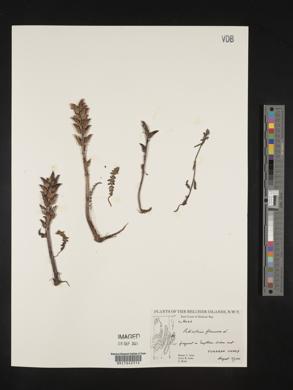 Pedicularis flammea image