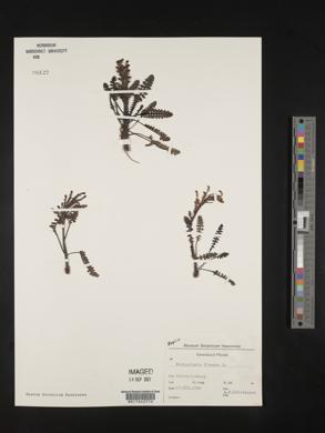 Pedicularis flammea image