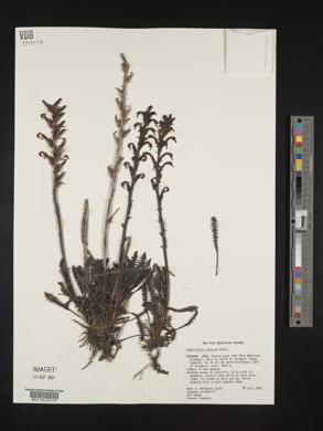 Pedicularis incurva image