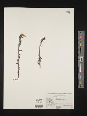 Pedicularis lapponica image