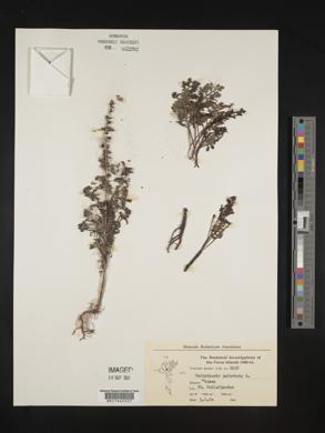 Pedicularis palustris image