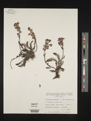 Pedicularis jacquinii image