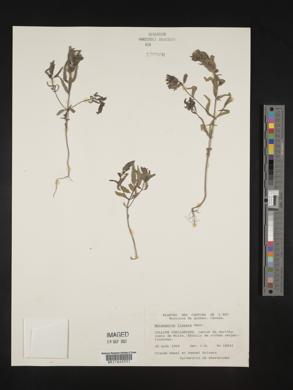 Melampyrum lineare image