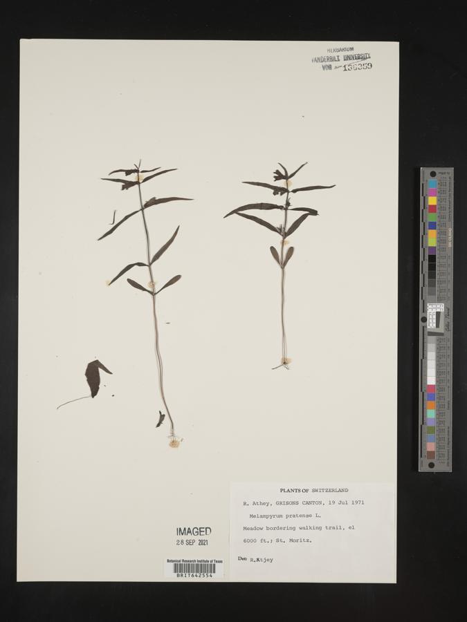 Melampyrum pratense image